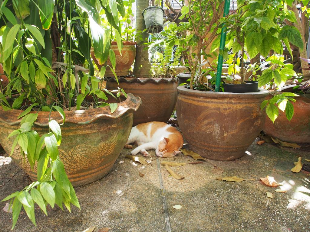 Waree'S Guesthouse Bãi biển Kata Ngoại thất bức ảnh